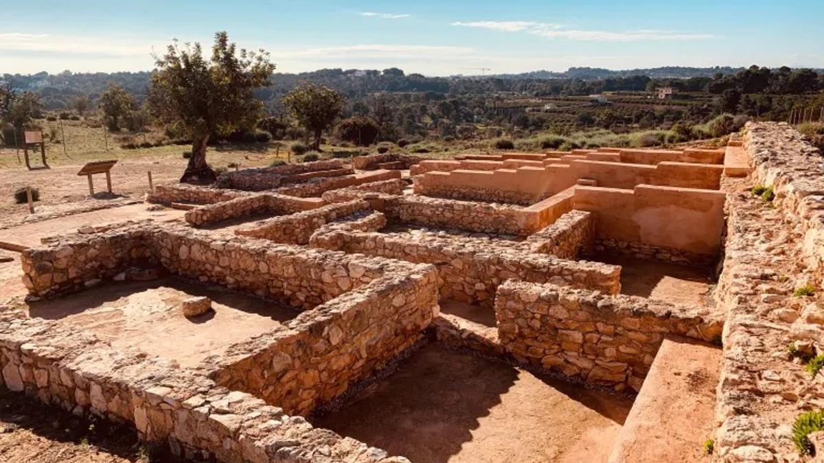 Una imagen de archivo del Tòs Pelat de Moncada.