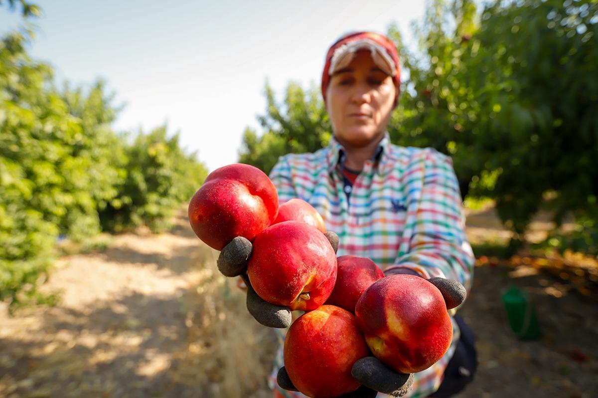 La finca La Veguilla se encuentra en plena recolección