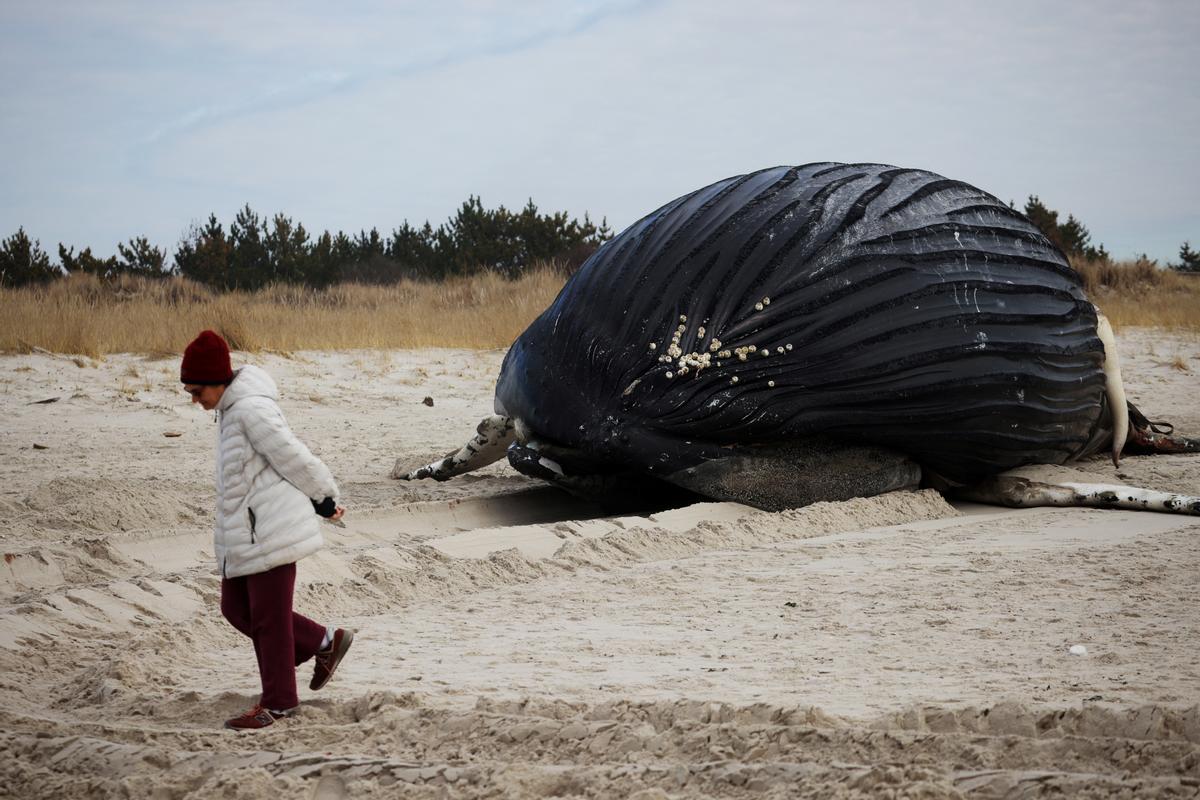 La ballena jorobada muerta en la playa de Lido Beach, Nueva York