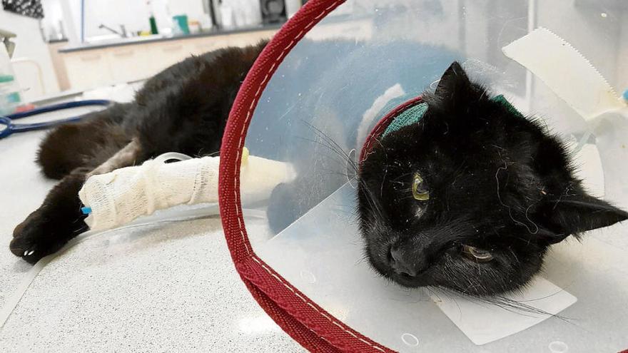 Uno de los felinos heridos ingresado en una clínica veterinaria.