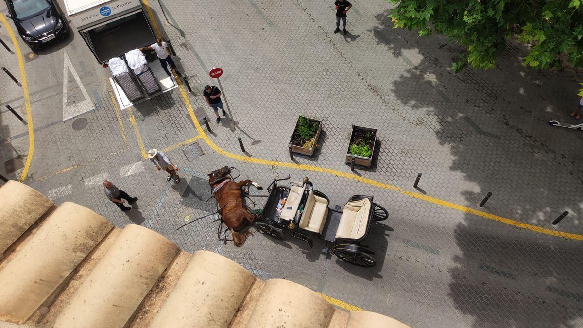 Vídeo: Así ha sido el desplome de un caballo en Palma