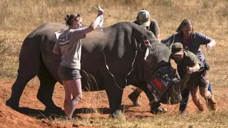 Fabrican cuernos de rinoceronte radiactivos para combatir la caza furtiva: "El proceso es completamente seguro para el animal"