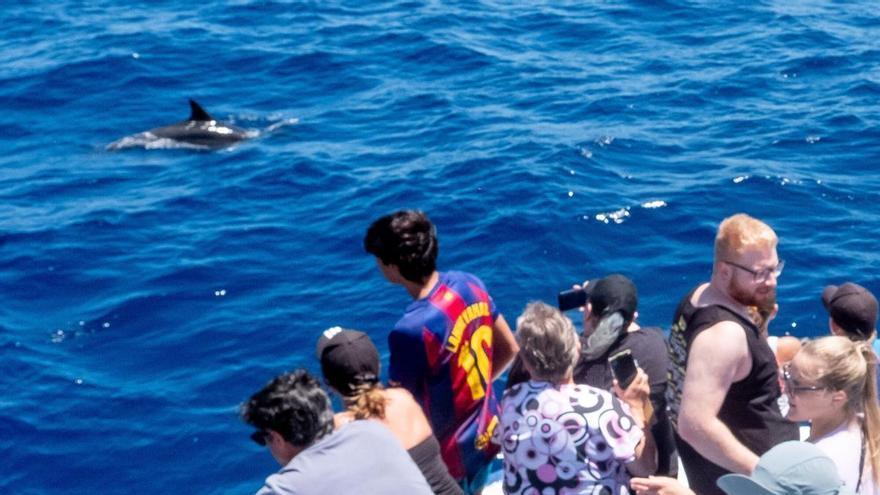 Avistamiento de delfines desde el barco 'Spirits of the Sea', en Puerto Rico (Gran Canaria)