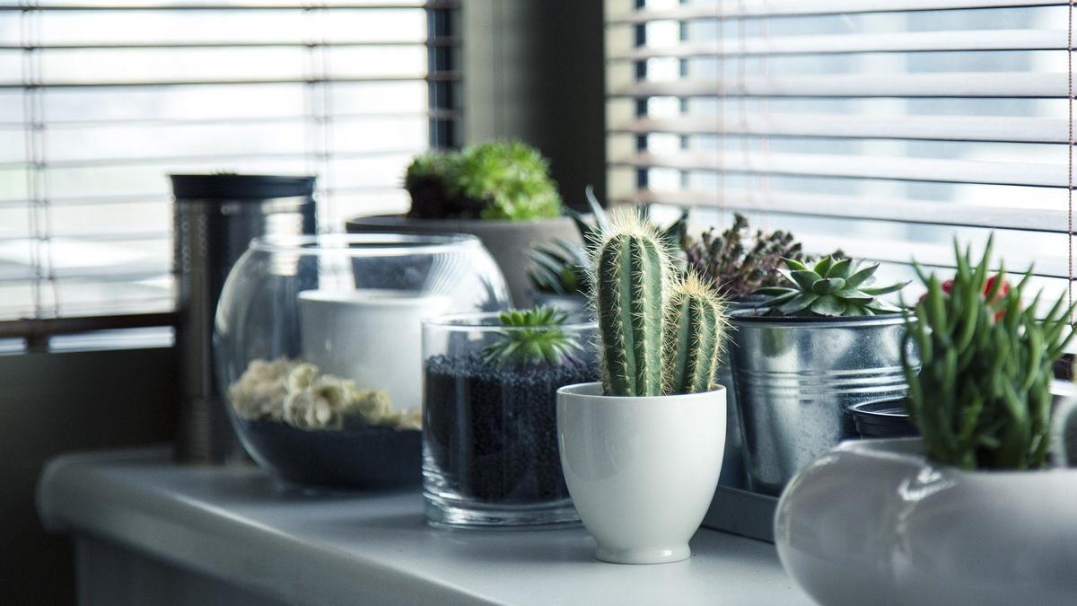 Cactus de papel - Idea de decoración súper fácil 