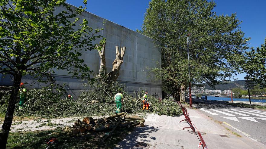 Continúan las podas en las arboledas del casco urbano de Pontevedra