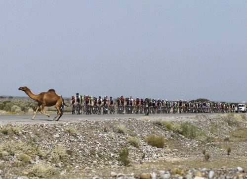 A camel crosses the path of cyclists during stage one of the Tour of Oman cycling race in Muscat