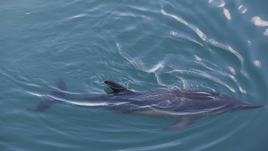 ¿Por qué últimamente aparecen tantos delfines varados en la costa asturiana? Esto dicen los expertos