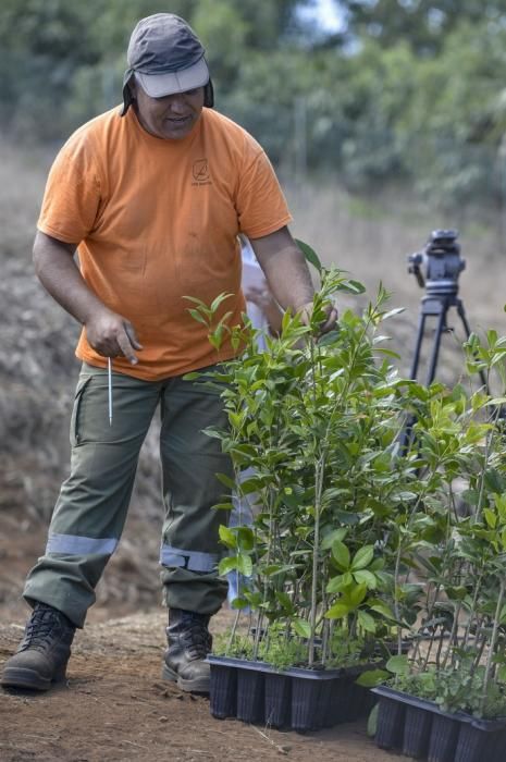 09/10/2017 FIRGAS. el Coronel Jefe del Regimiento de InfanterÍa del Ejército de Tierra, Marcelo de Carlos Huarte, y el consejero de Medio Ambiente, Miguel Ángel Rodríguez, presentaron la plantación que llevan a cabo el Ejército y el Cabildo en el Parque Rural de Doramas, en unos terrenos del Marquesado de Arucas. Se trata de una colaboración enmarcada en la restauración del ecosistema del monteverde que promueve el Proyecto LIFE+ Rabiche. FOTO: J. PÉREZ CURBELO