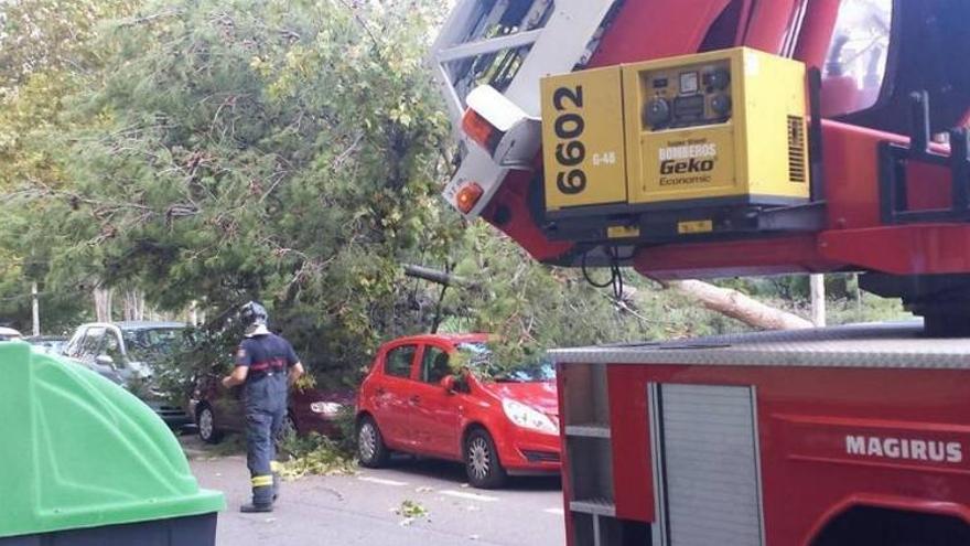 Un gran árbol cae sobre dos coches en Matilde Sangüesa sin producir daños personales