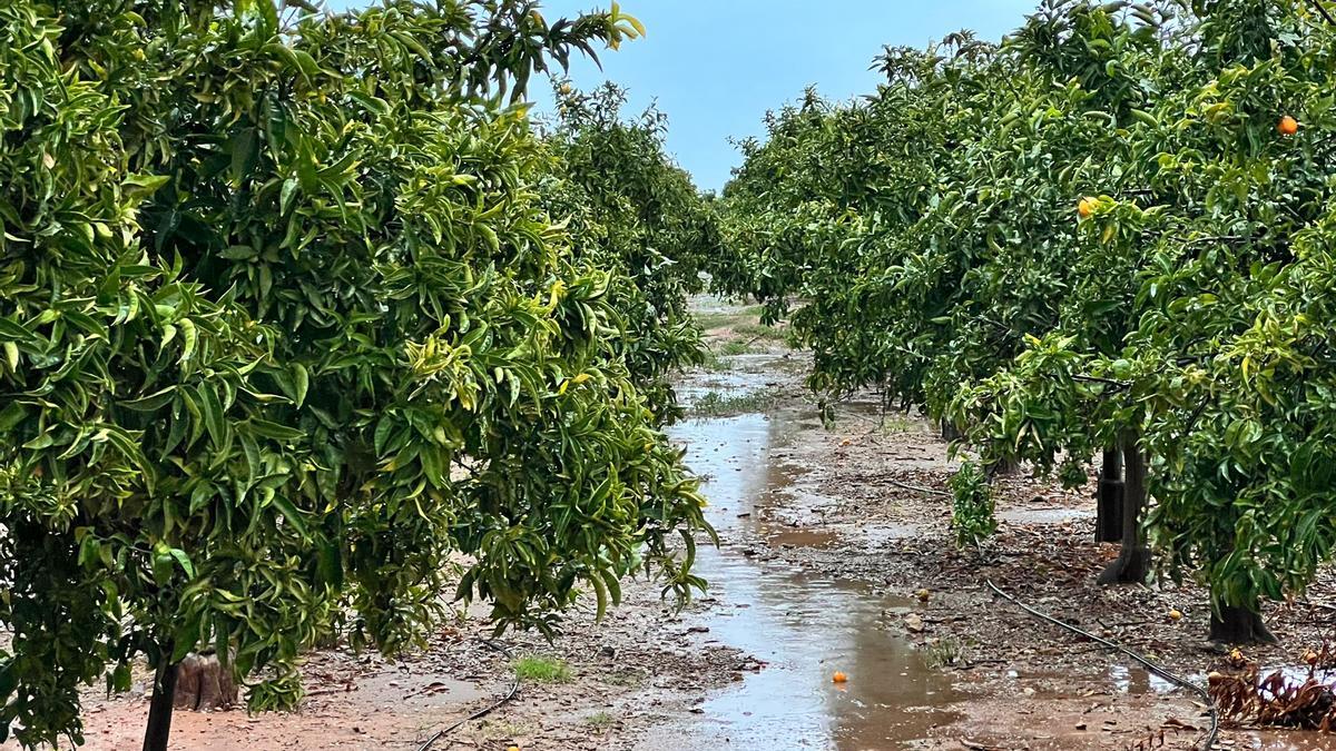 Un campo de cítricos hanegado por las intensas lluvias registradas en la comarca de la Plana.