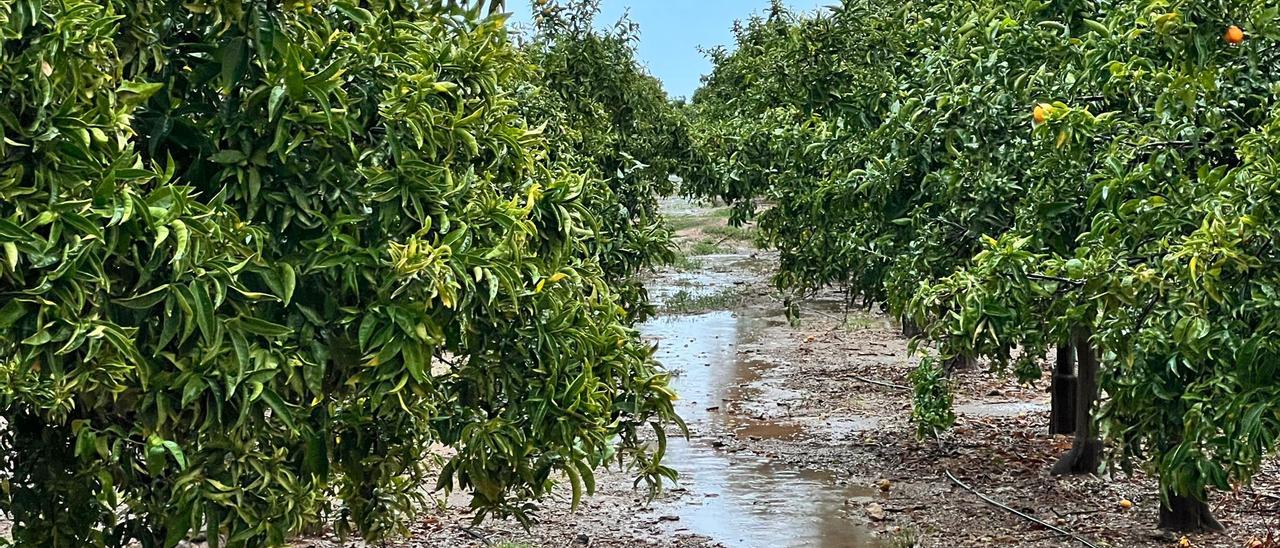 Un campo de cítricos hanegado por las intensas lluvias registradas en la comarca de la Plana.