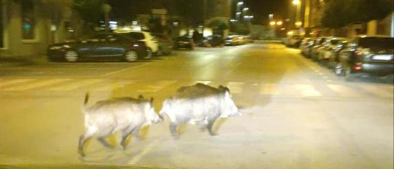 Jabalíes por una calle de Dénia