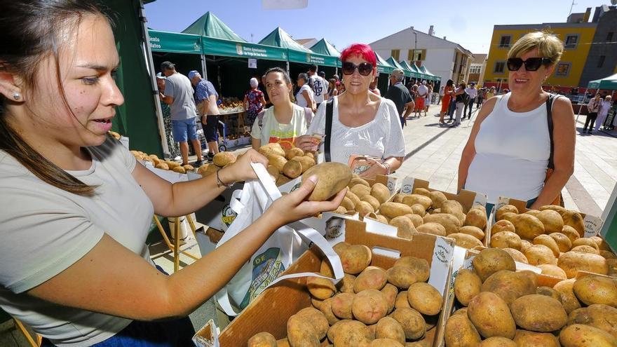 13.000 kilos de papa con el sello de calidad de la Vega de San Mateo