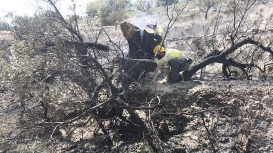 Un incendio quema dos hectáreas de cultivos, matorrales y pinos en Xixona