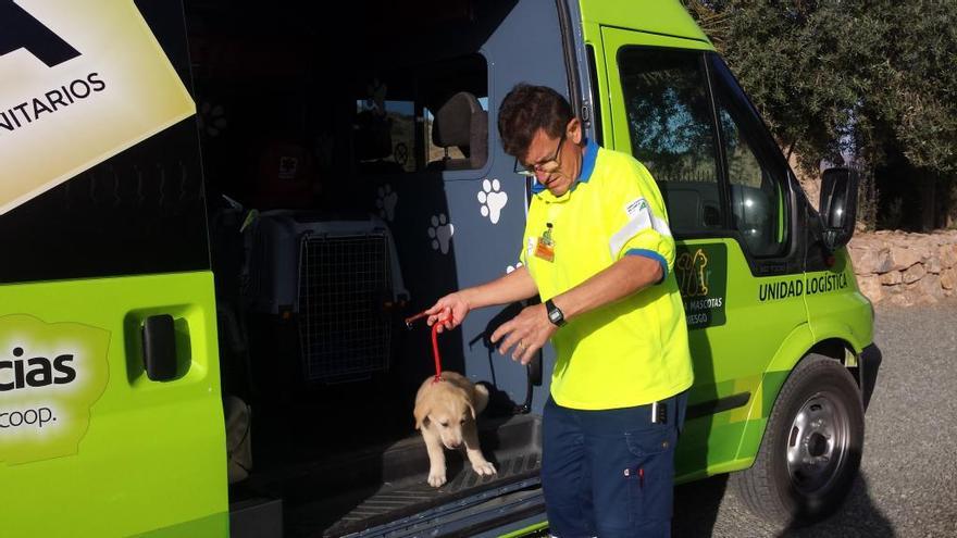 Las ambulancias no se olvidan de las mascotas