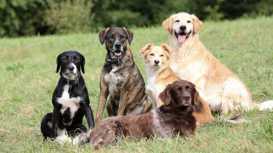Ni el dálmata ni el husky siberiano: los estudios coinciden en que las razas de perro más inteligentes son estas