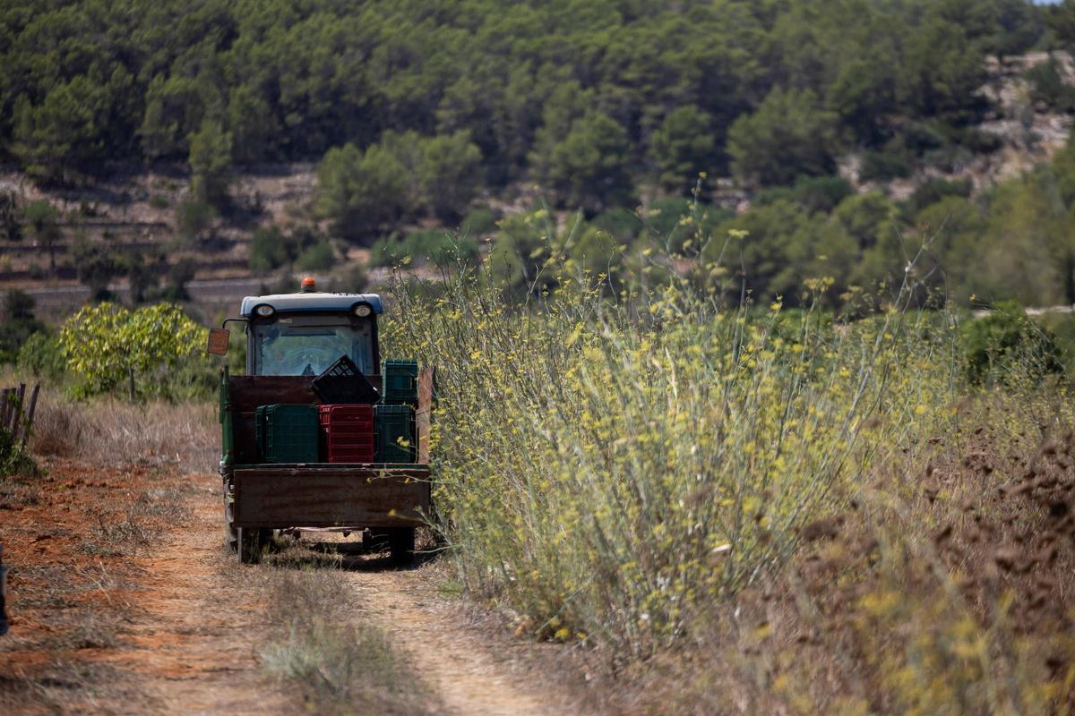 El vino de Ibiza está de enhorabuena esta añada: hasta 80.000 botellas en algunas bodegas