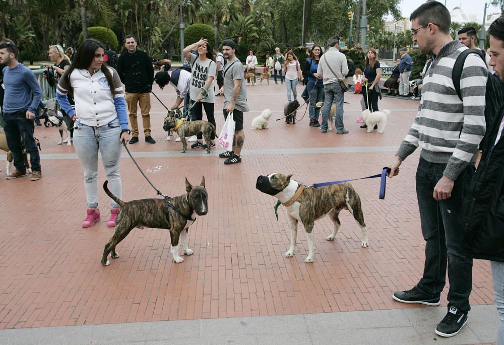La marcha en apoyo de los perros potencialmente peligrosos transcurrió entre la plaza de la Constitución y la plaza de la Marina.