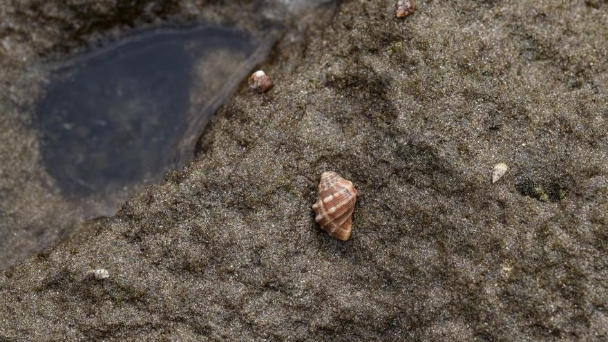 Las Canteras, una playa llena de biodiversidad