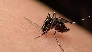 El Aedes Aegypti, transmisor del dengue, zika y chikunguña.