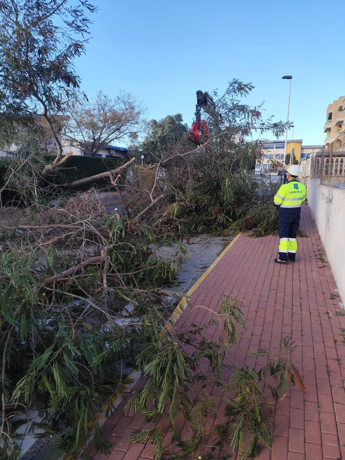 Árboles, muros y vallas derribados por el vendaval de la borrasca "Kristin" en Torrevieja Árboles, muros y vallas derribados por el vendaval de la borrasca "Kristin" en Torrevieja