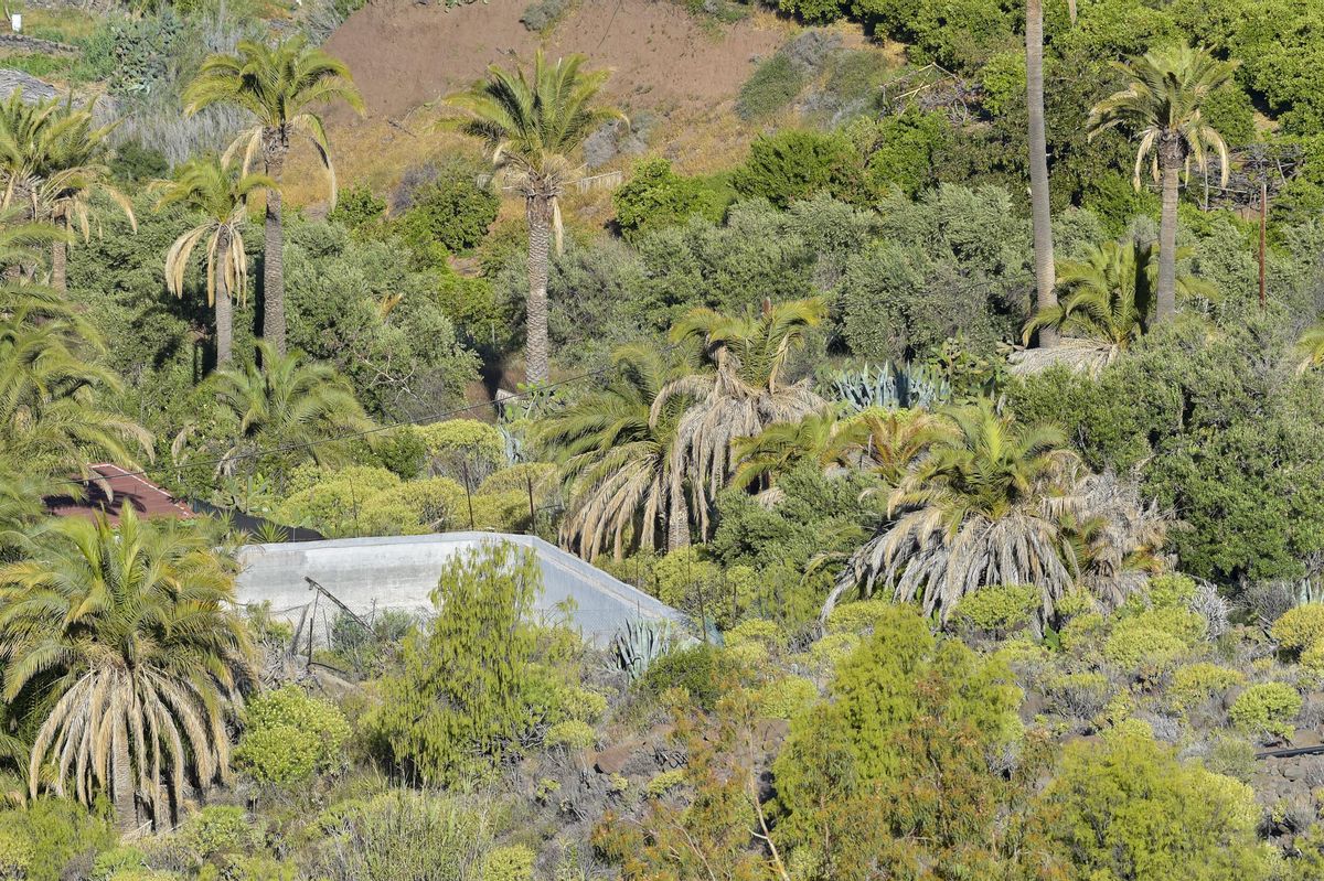 Estado de un palmeral en El Ingenio de Santa Lucía de Tirajana