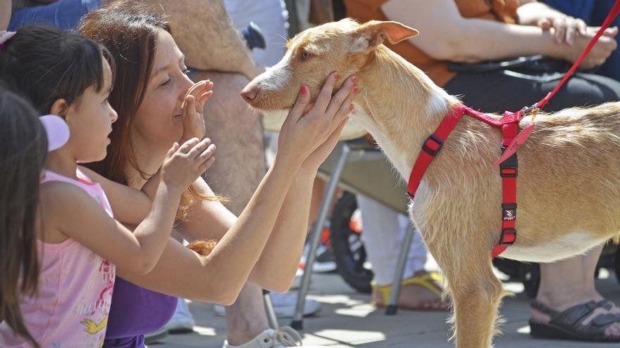 No te pierdas este fin de semana el desfile de perros abandonados de AUPA y Fundación BIOPARC