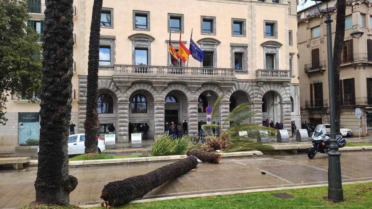 Árboles caídos en el passeig Sagrera en una imagen de archivo.