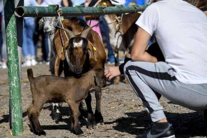 08-12-19 GRAN CANARIA. JINAMAR. JINAMAR. TELDE. Fiesta de la Inmaculade Concepcion y de la Caña Dulce de Jinamar, feria de ganado, procesión.. Fotos: Juan Castro.  | 08/12/2019 | Fotógrafo: Juan Carlos Castro