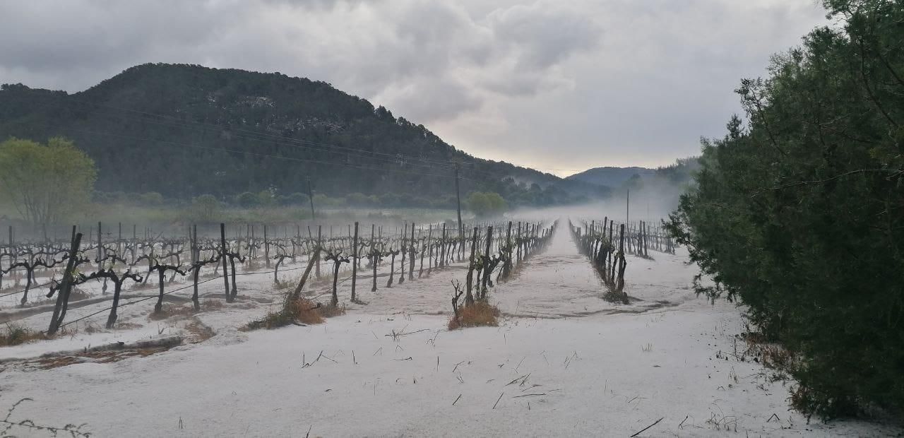 FOTOS | Así se prepara la viña para la vendimia