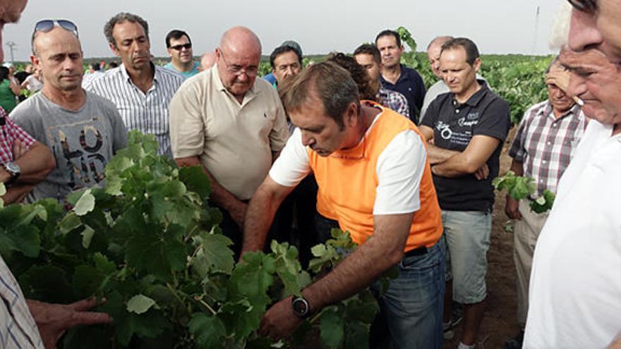 Utiel-Requena dedica una jornada de viticultura a la polilla y la yesca