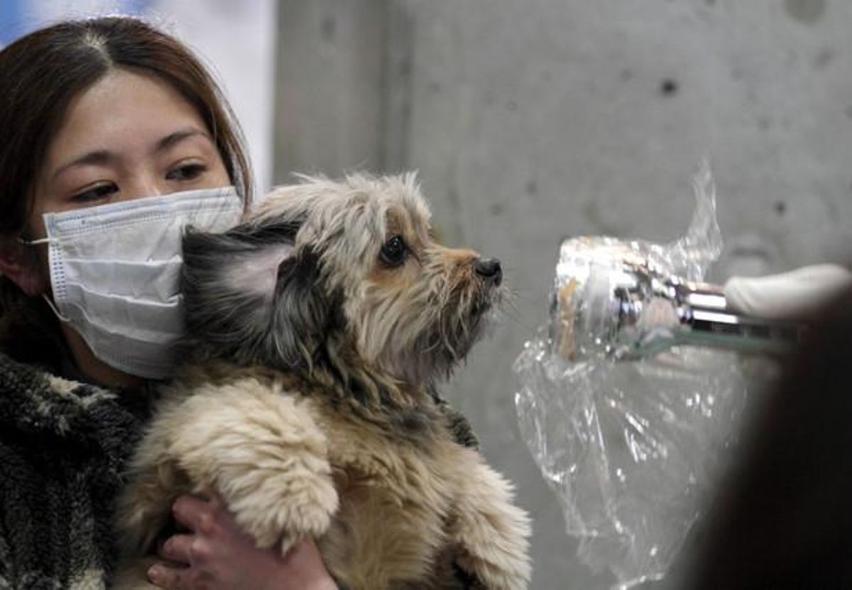 Una dona sosté el seu gos mentre tots dos són escanejats per mesurar els nivells de radiació acumulats al cos, a Fukushima.