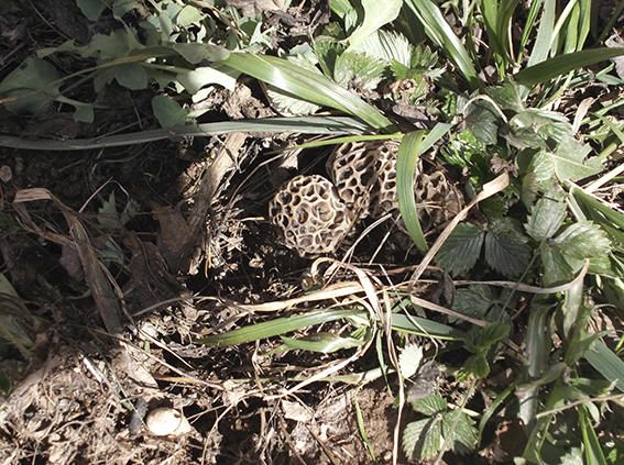 Bolets. A Sant Feliu Sasserra ja s’han collit les primeres múrgoles de la temporada.