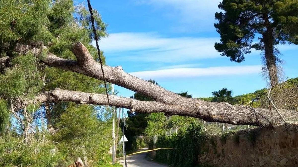 Els efectes de l'episodi de vent a Platja d'Aro, en imatges