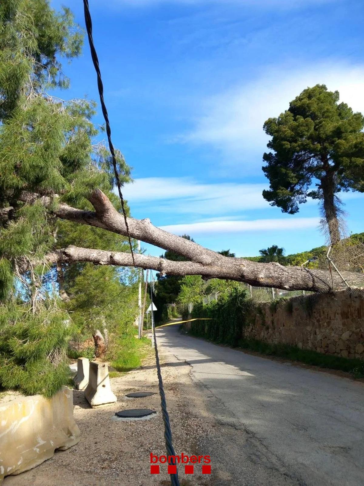Un arbre enmig dun camió al Mas maig de Castell dAro.