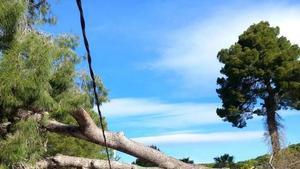 Un arbre enmig dun camió al Mas maig de Castell dAro.