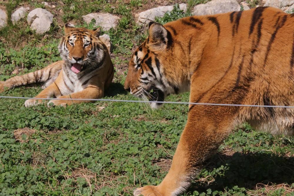 Un safari al límite por el coronavirus