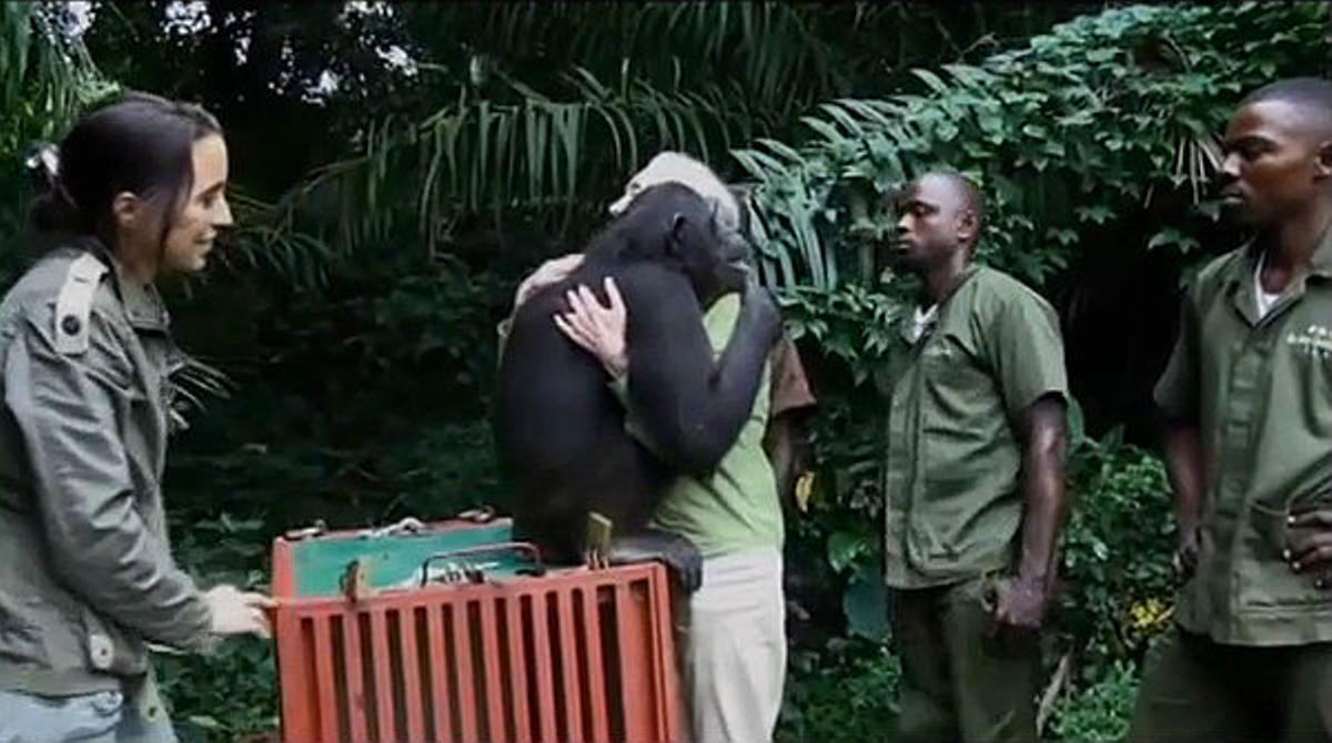 La ximpanzé Wounda s’abraça a la seva cuidadora Jane Goodall quan és alliberada a la selva congolesa.