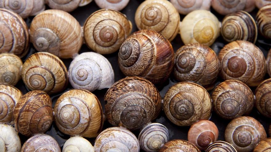 Alerta sanitaria: Advierten del &quot;grave riesgo&quot; de comer caracoles de la huerta valenciana