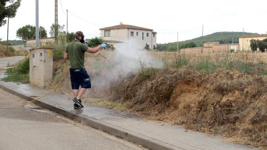 La propagació de la plaga de xinxes, més ràpida a causa del canvi climàtic