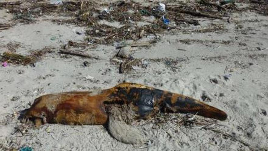 Uno de los restos de los delfines está en la playa de Viñó, en O Hío.