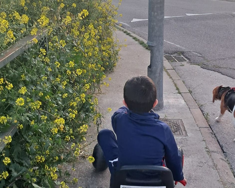 Los vecinos de Alviar en zamora, "hartos" de la maleza descontrolada en sus calles