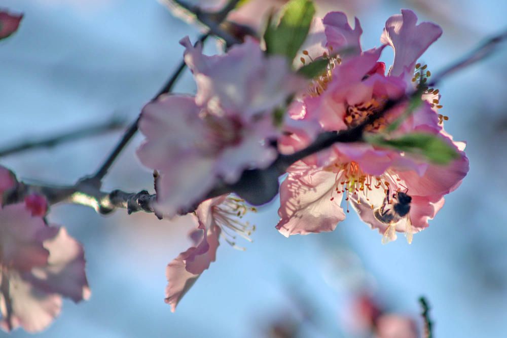 En algunos bancales de secano de la Vega Baja los almendros ya están en flor Es habitual para el caso de la comarca y más este año con lluvia y temperaturas moderadas de los últimos dos meses.