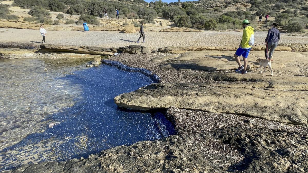 "Lágrimas del mar": así son las medusas velero que han llegado a Alicante