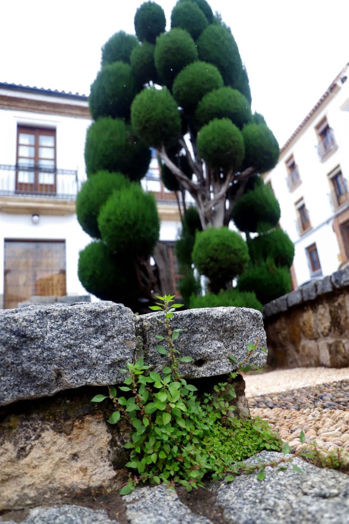 El día en el que reinó el verde