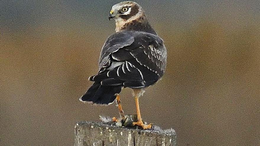 Filomena trastoca a las aves