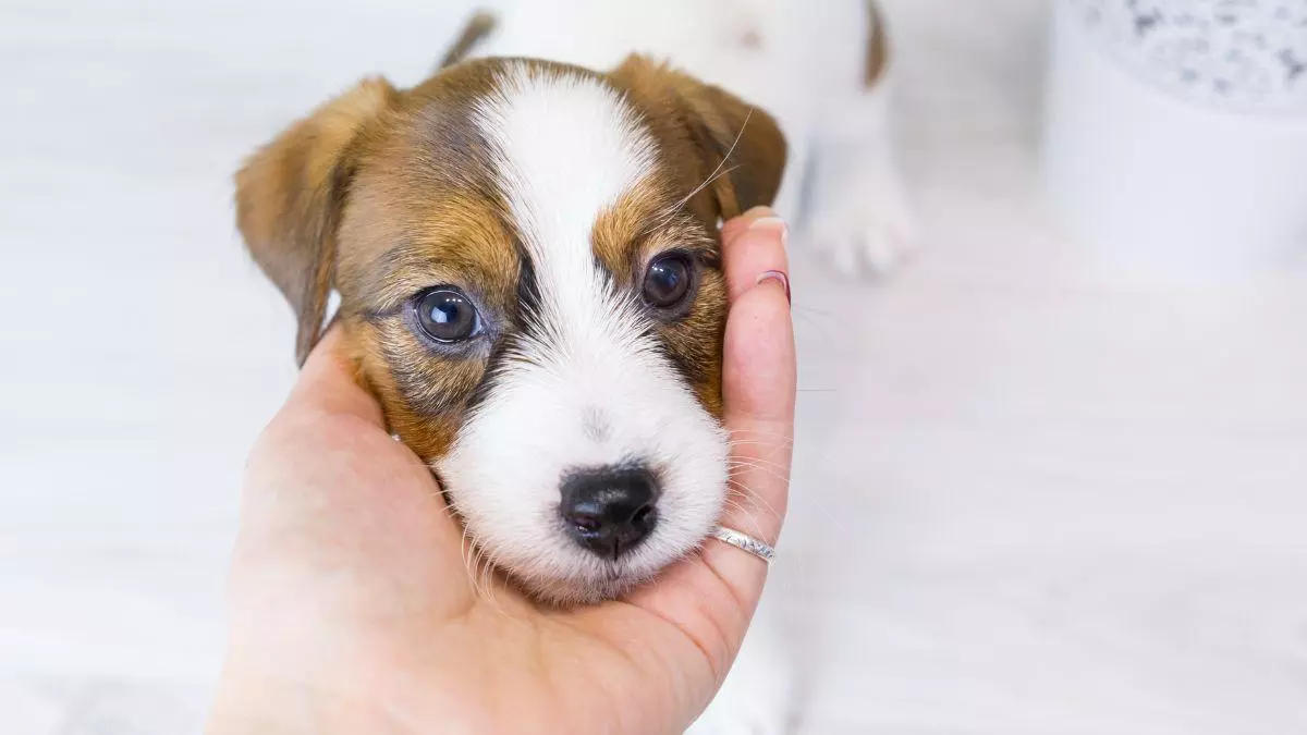 La Ley de Bienestar Animal endurece las normas: curso obligatorio si quieres tener un perro y posibles sanciones por incumplirlo