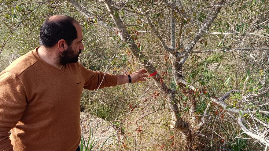 Agricultura | El proyecto de &#039;Boiet orgànic&#039;, en imágenes