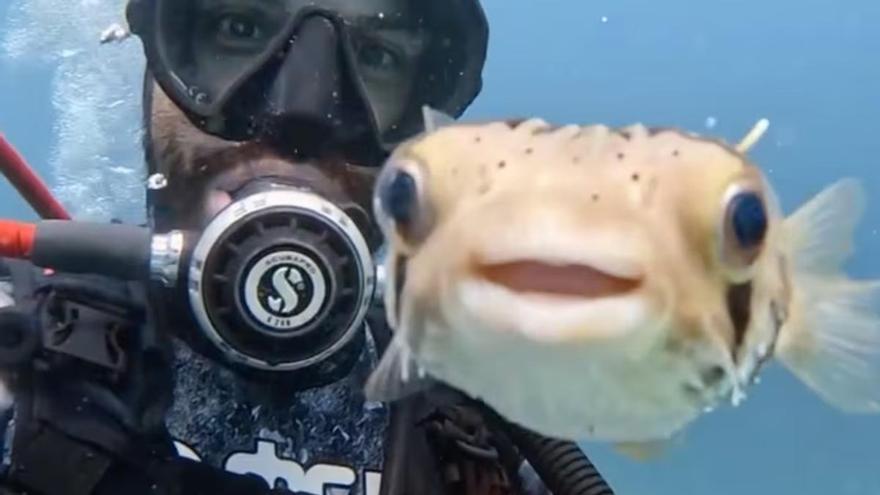 Vídeo: La imagen de un buceador y un pez globo sonriente de la que todo el mundo habla