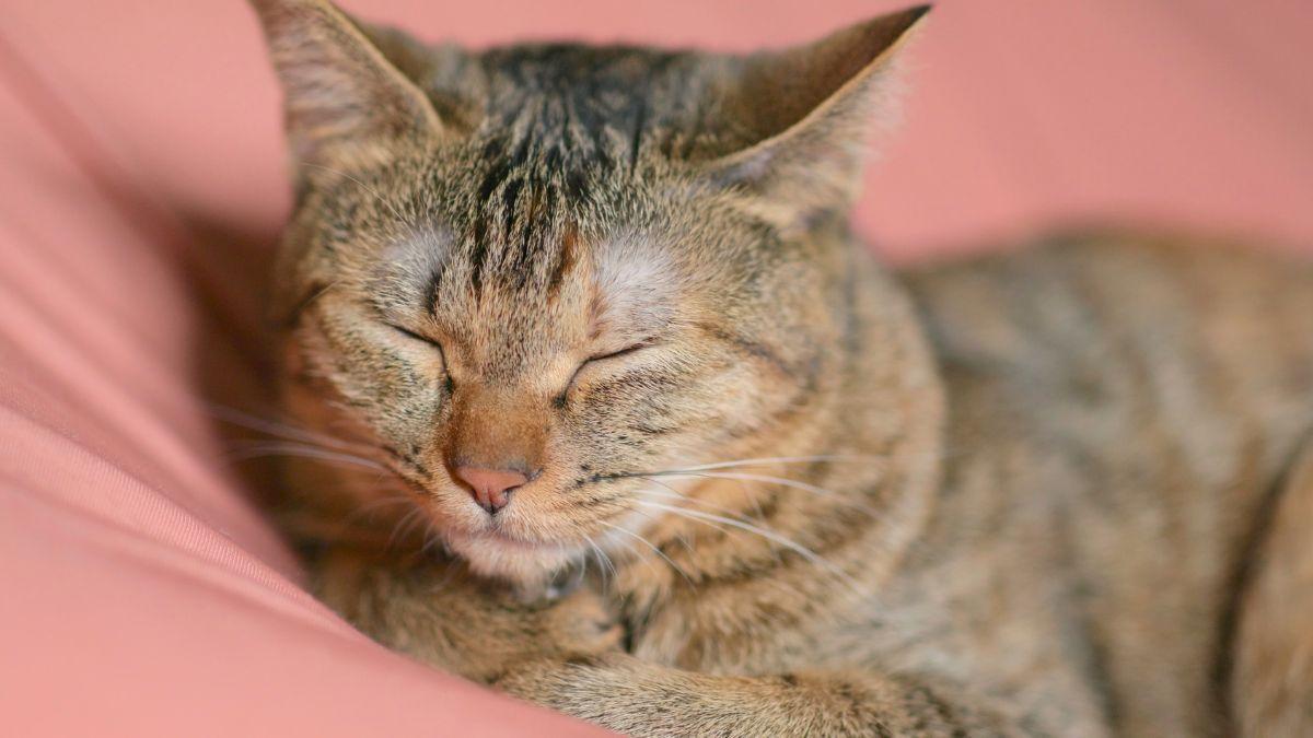 Un gato descansa sobre un colchón